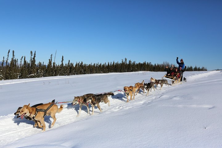 1 hour Winter Dog Sledding in Fairbanks - Photo 1 of 6